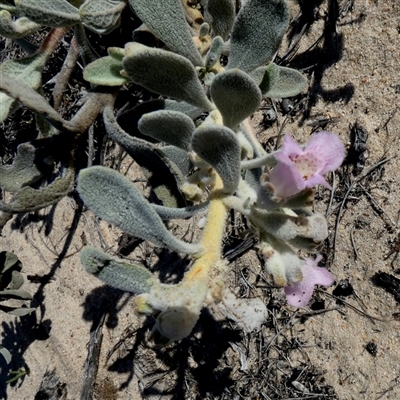 Unidentified Other Shrub at Kalbarri National Park, WA - 12 Sep 2024 by Paul4K