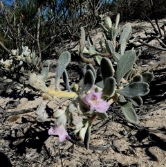 Unidentified at suppressed - 12 Sep 2024