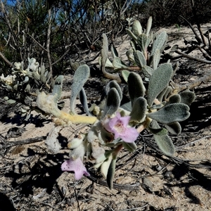 Unidentified at suppressed - 12 Sep 2024