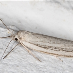 Philobota chionoptera at Melba, ACT - 10 Nov 2024 10:04 PM