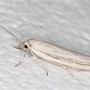 Philobota chionoptera at Melba, ACT - 10 Nov 2024