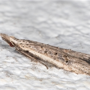 Carposina undescribed species at Melba, ACT - 10 Nov 2024 10:36 PM