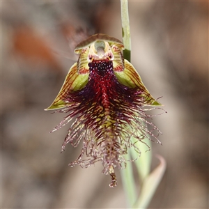 Calochilus platychilus at Gundary, NSW - 22 Oct 2024