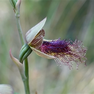 Calochilus platychilus at Gundary, NSW - 22 Oct 2024