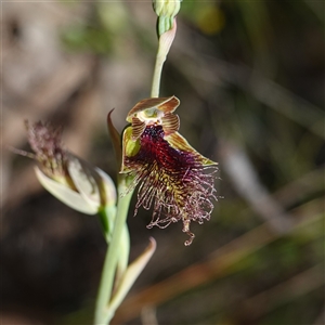 Calochilus platychilus at Gundary, NSW - 22 Oct 2024