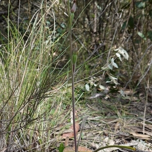 Calochilus platychilus at Gundary, NSW - 22 Oct 2024