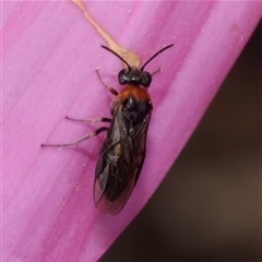 Pergidae sp. (family) at Murrumbateman, NSW - 12 Nov 2024 by amiessmacro