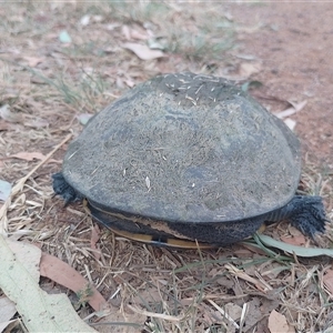 Chelodina longicollis at Symonston, ACT - 11 Nov 2024