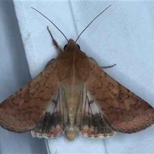 Helicoverpa armigera (Cotton bollworm, Corn earworm) at Rosedale, NSW by jb2602