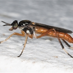 Evansomyia sp. (genus) (Stiletto fly) at Melba, ACT - 10 Nov 2024 by kasiaaus