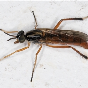 Evansomyia sp. (genus) at Melba, ACT - 10 Nov 2024 10:38 PM