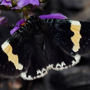 Eutrichopidia latinus at Murrumbateman, NSW - 12 Nov 2024