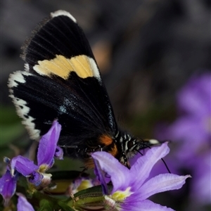 Eutrichopidia latinus at Murrumbateman, NSW - 12 Nov 2024