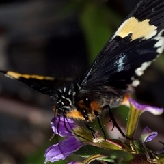 Eutrichopidia latinus at Murrumbateman, NSW - 12 Nov 2024