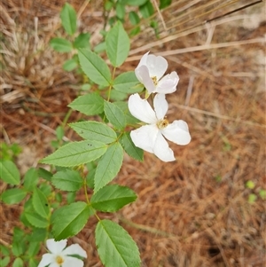 Rubus sp. at Isaacs, ACT - 12 Nov 2024