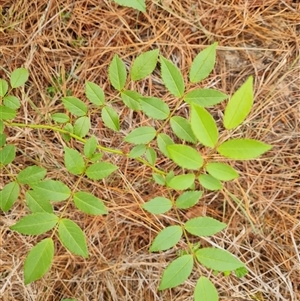 Rubus sp. at Isaacs, ACT - 12 Nov 2024