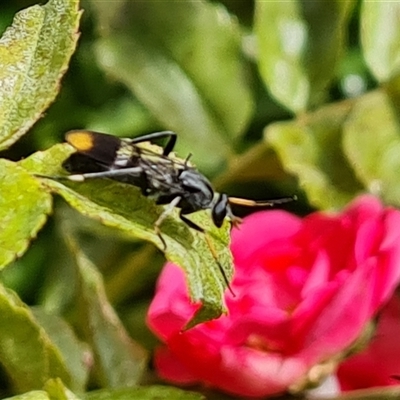 Therevidae (family) (Unidentified stiletto fly) at Isaacs, ACT - 12 Nov 2024 by Mike