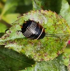 Ellipsidion australe (Austral Ellipsidion cockroach) at Isaacs, ACT - 11 Nov 2024 by Mike