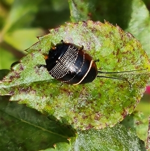 Ellipsidion australe at Isaacs, ACT - 12 Nov 2024