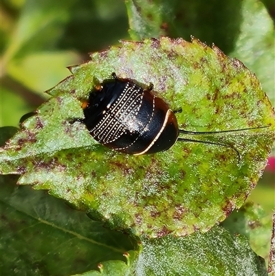 Ellipsidion australe (Austral Ellipsidion cockroach) at Isaacs, ACT - 11 Nov 2024 by Mike