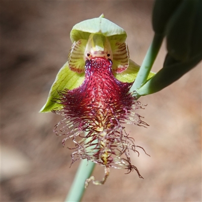 Calochilus platychilus (Purple Beard Orchid) at Gundary, NSW - 22 Oct 2024 by RobG1