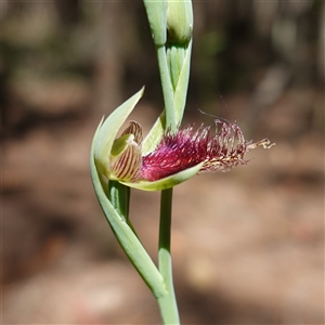 Calochilus platychilus at Gundary, NSW - suppressed