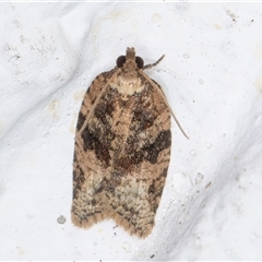 Tarachota mersana (A Tortricid moth (Tortricinae) at Melba, ACT - 11 Nov 2024 by kasiaaus