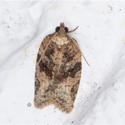 Unidentified Tortricid moth (Tortricidae) at Melba, ACT - 11 Nov 2024 by kasiaaus