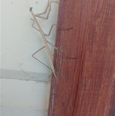 Tenodera australasiae at Symonston, ACT - 9 Nov 2024 by CallumBraeRuralProperty