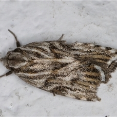 Tortricopsis aulacois (A Concealer moth) at Melba, ACT - 11 Nov 2024 by kasiaaus