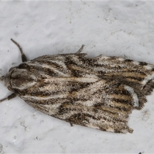 Tortricopsis aulacois at Melba, ACT - 11 Nov 2024