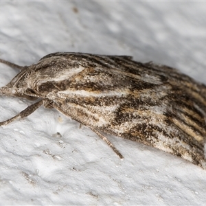 Tortricopsis aulacois at Melba, ACT - 11 Nov 2024 08:34 PM