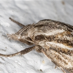 Tortricopsis aulacois at Melba, ACT - 11 Nov 2024 08:34 PM