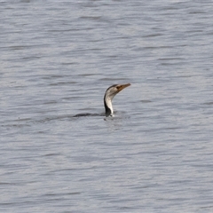 Microcarbo melanoleucos (Little Pied Cormorant) at Dunlop, ACT - 11 Nov 2024 by AlisonMilton