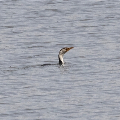 Microcarbo melanoleucos (Little Pied Cormorant) at Dunlop, ACT - 11 Nov 2024 by AlisonMilton