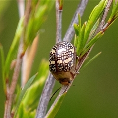 Paropsis pictipennis (Tea-tree button beetle) at Dunlop, ACT - 12 Nov 2024 by AlisonMilton