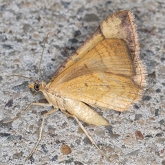 Anachloris subochraria at Melba, ACT - 11 Nov 2024 11:28 PM