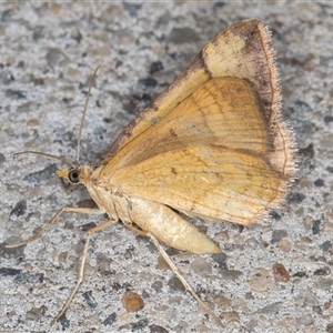 Anachloris subochraria at Melba, ACT - 11 Nov 2024 11:28 PM