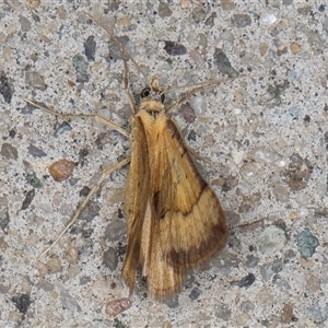 Anachloris subochraria at Melba, ACT - 11 Nov 2024 11:28 PM