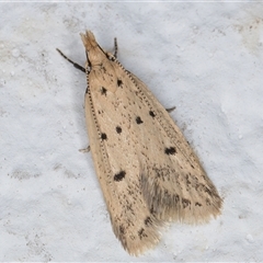 Atheropla decaspila (A concealer moth) at Melba, ACT - 11 Nov 2024 by kasiaaus