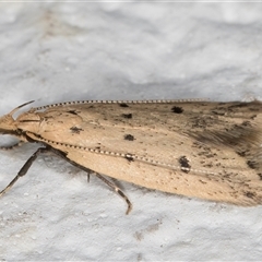 Atheropla decaspila at Melba, ACT - 11 Nov 2024 11:29 PM