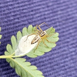 Oxyopes sp. (genus) at Whitlam, ACT - 12 Nov 2024