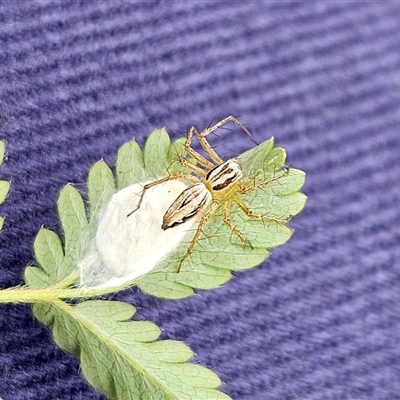 Oxyopes sp. (genus) (Lynx spider) at Whitlam, ACT - 12 Nov 2024 by sangio7