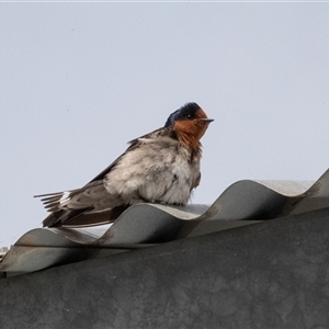 Hirundo neoxena at Dunlop, ACT - 12 Nov 2024