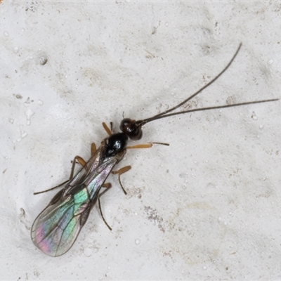 Unidentified Wasp (Hymenoptera, Apocrita) at Melba, ACT - 11 Nov 2024 by kasiaaus