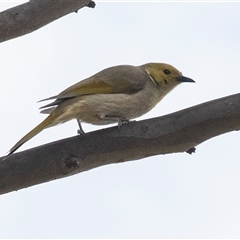 Ptilotula penicillata (White-plumed Honeyeater) at Dunlop, ACT - 11 Nov 2024 by AlisonMilton