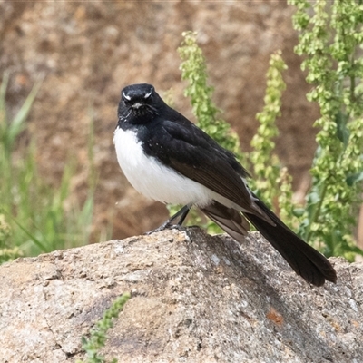 Rhipidura leucophrys (Willie Wagtail) at Dunlop, ACT - 12 Nov 2024 by AlisonMilton