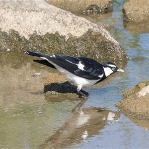 Grallina cyanoleuca at Whitlam, ACT - 6 Nov 2024