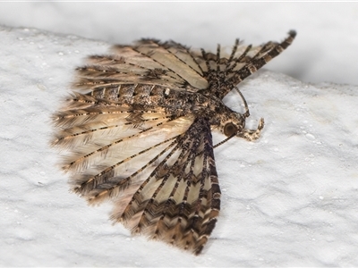 Alucita phricodes (A Many-plumed Moth) at Melba, ACT - 11 Nov 2024 by kasiaaus