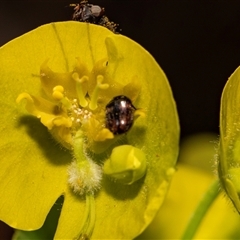 Unidentified Leaf beetle (Chrysomelidae) at Higgins, ACT - 13 Sep 2024 by AlisonMilton